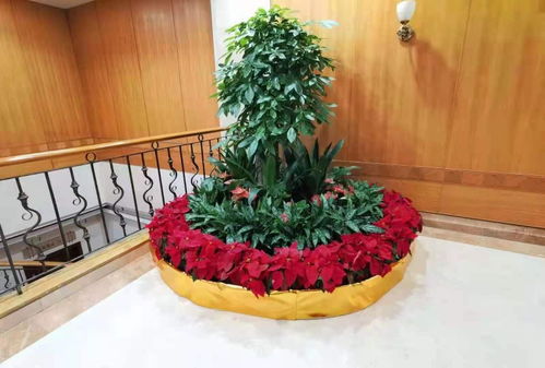 圖 佛山順德寫(xiě)字樓商務(wù)樓植物租擺綠化綠植租擺 佛山鮮花綠植 佛山列表網(wǎng)